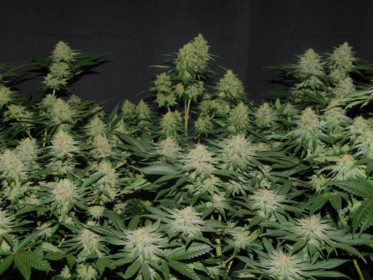 Lemon Power Haze (Zamnesia Seeds) feminizada Lemon Power Haze (Zamnesia Seeds) feminizada