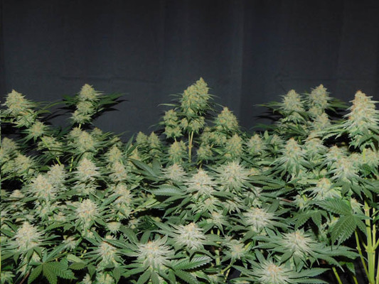 Lemon Power Haze (Zamnesia Seeds) feminizada Lemon Power Haze (Zamnesia Seeds) feminizada