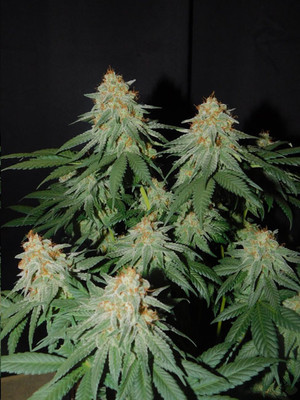 Lemon Power Haze (Zamnesia Seeds) feminizada Lemon Power Haze (Zamnesia Seeds) feminizada