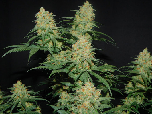 Lemon Power Haze (Zamnesia Seeds) feminizada Lemon Power Haze (Zamnesia Seeds) feminizada