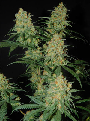 Lemon Power Haze (Zamnesia Seeds) feminizada Lemon Power Haze (Zamnesia Seeds) feminizada