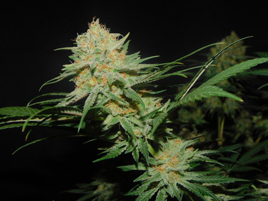 Lemon Power Haze (Zamnesia Seeds) feminizada Lemon Power Haze (Zamnesia Seeds) feminizada