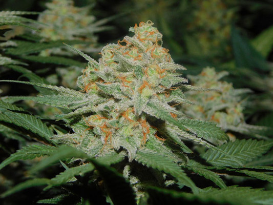 Lemon Power Haze (Zamnesia Seeds) feminizada Lemon Power Haze (Zamnesia Seeds) feminizada