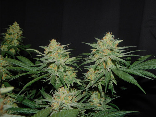 Lemon Power Haze (Zamnesia Seeds) feminizada Lemon Power Haze (Zamnesia Seeds) feminizada