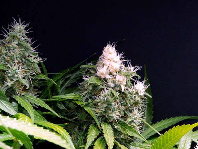 Lemon Power Haze (Zamnesia Seeds) feminizada Lemon Power Haze (Zamnesia Seeds) feminizada