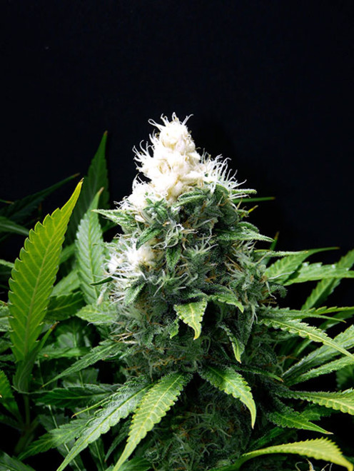 Lemon Power Haze (Zamnesia Seeds) feminizada Lemon Power Haze (Zamnesia Seeds) feminizada