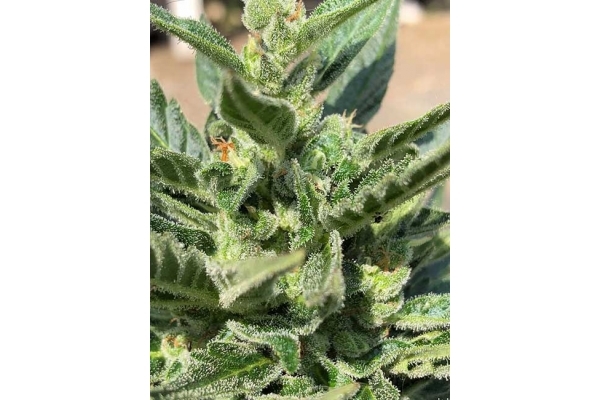 CBD Fix Autoflower (Zamnesia Seeds) Feminizada