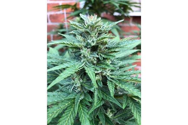 CBD Fix Autoflower (Zamnesia Seeds) Feminizada