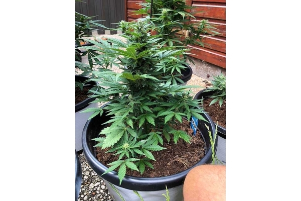 CBD Fix Autoflower (Zamnesia Seeds) Feminizada