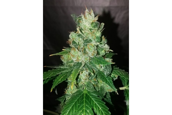 CBD Fix Autoflower (Zamnesia Seeds) Feminizada