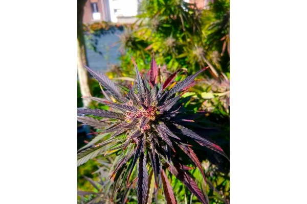 Blue Forest Berry (Growers Choice) feminizada