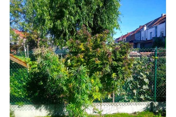 Blue Forest Berry (Growers Choice) feminizada