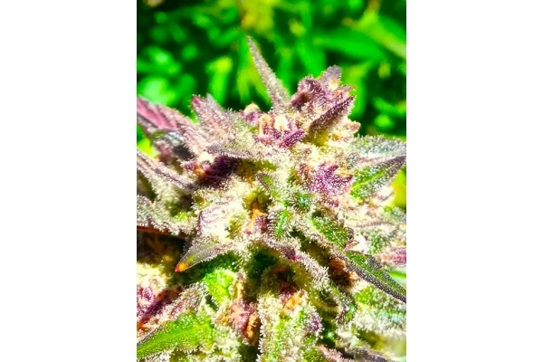 Blue Forest Berry (Growers Choice) feminizada