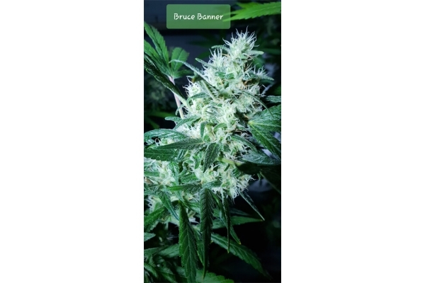 Bruce Banner 3 (Zamnesia Seeds) Feminizada