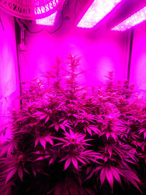 Bruce Banner 3 (Zamnesia Seeds) Feminizada