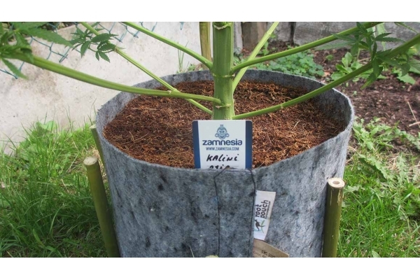 Kalini Asia (Zamnesia Seeds) Feminizada