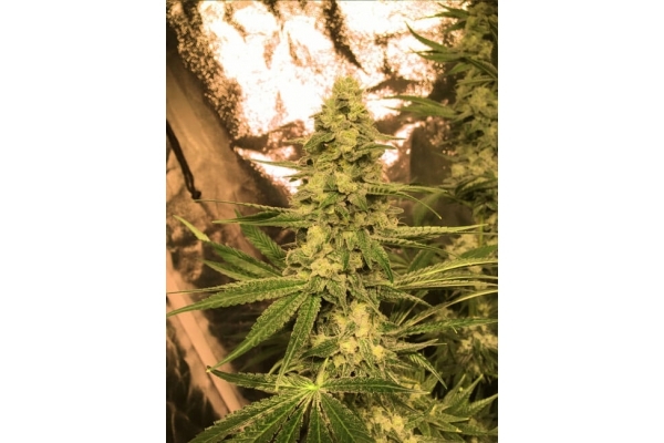 Larry Bird Kush (Zamnesia Seeds) feminizada