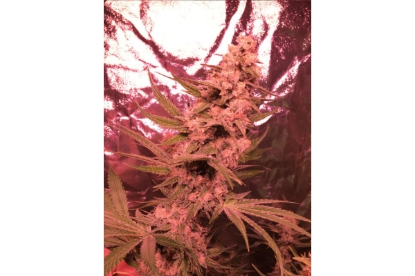 Larry Bird Kush (Zamnesia Seeds) feminizada