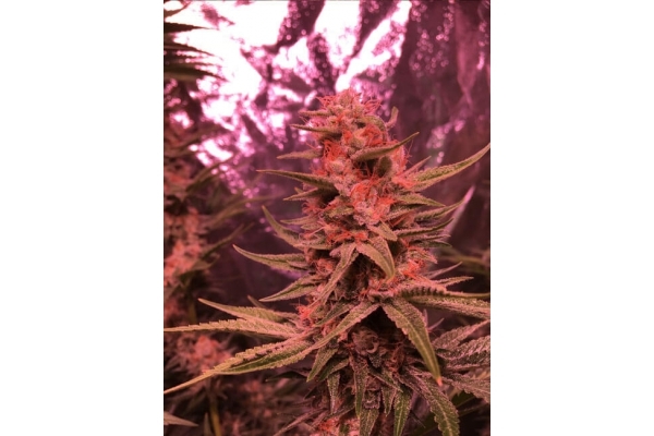 Larry Bird Kush (Zamnesia Seeds) feminizada