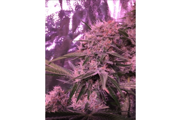 Larry Bird Kush (Zamnesia Seeds) feminizada