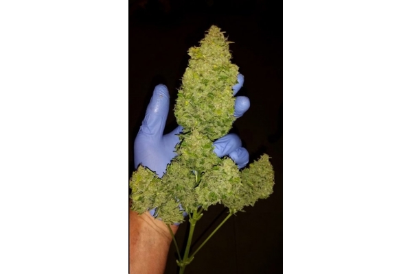 Larry Bird Kush (Zamnesia Seeds) feminizada