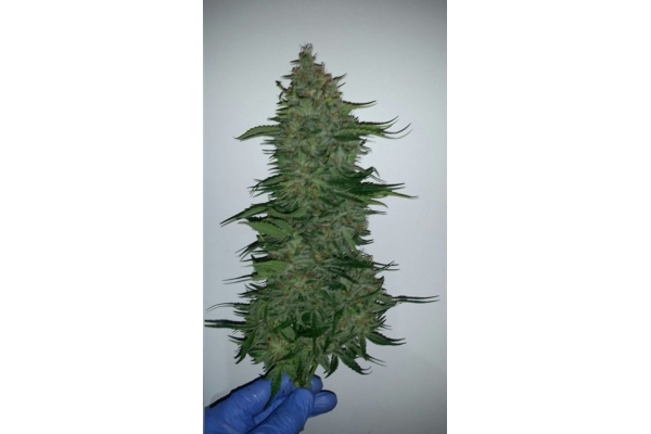 Larry Bird Kush (Zamnesia Seeds) feminizada