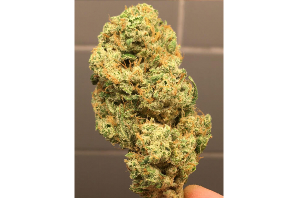Larry Bird Kush (Zamnesia Seeds) feminizada