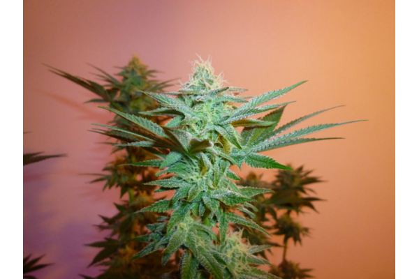 Larry Bird Kush (Zamnesia Seeds) feminizada