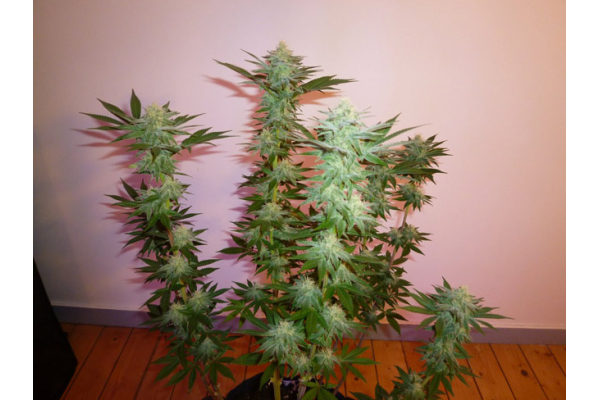 Larry Bird Kush (Zamnesia Seeds) feminizada