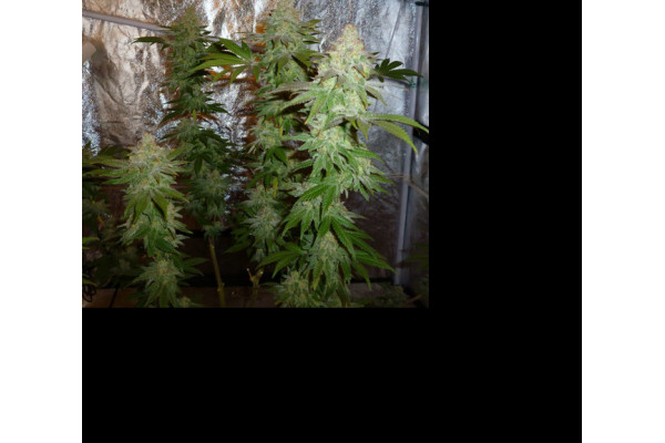 Larry Bird Kush (Zamnesia Seeds) feminizada