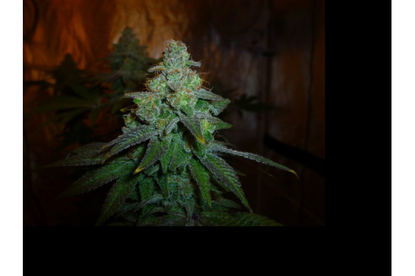 Larry Bird Kush (Zamnesia Seeds) feminizada