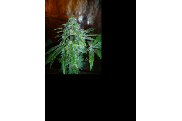Larry Bird Kush (Zamnesia Seeds) feminizada