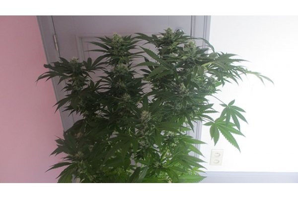 Sticky Beast (Zamnesia Seeds) feminizada