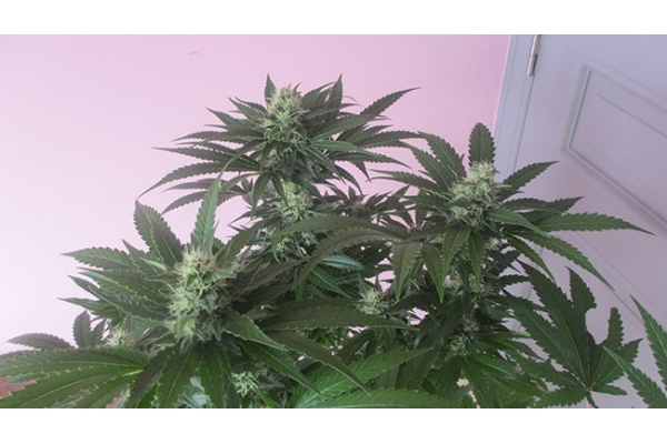 Sticky Beast (Zamnesia Seeds) feminizada
