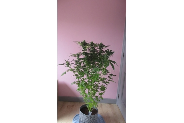 Sticky Beast (Zamnesia Seeds) feminizada