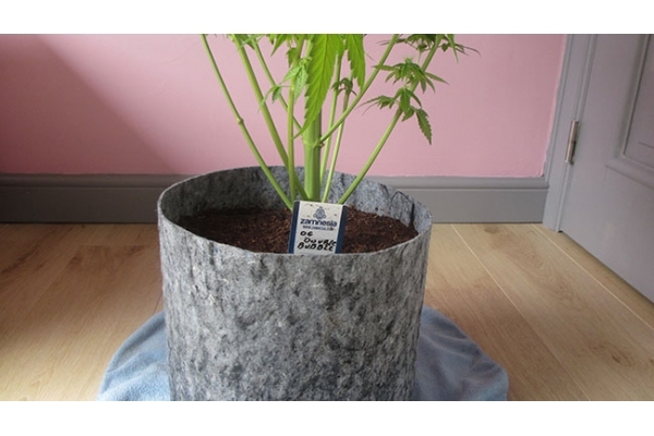 Sticky Beast (Zamnesia Seeds) feminizada