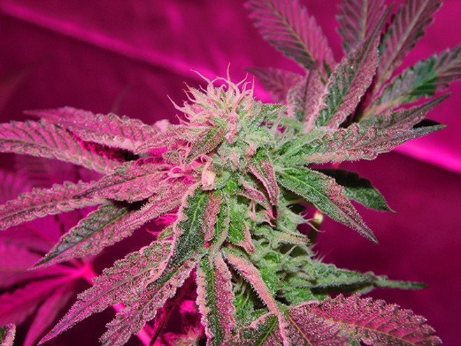 Gelato (Zamnesia Seeds) feminizada Gelato (Zamnesia Seeds) feminizada