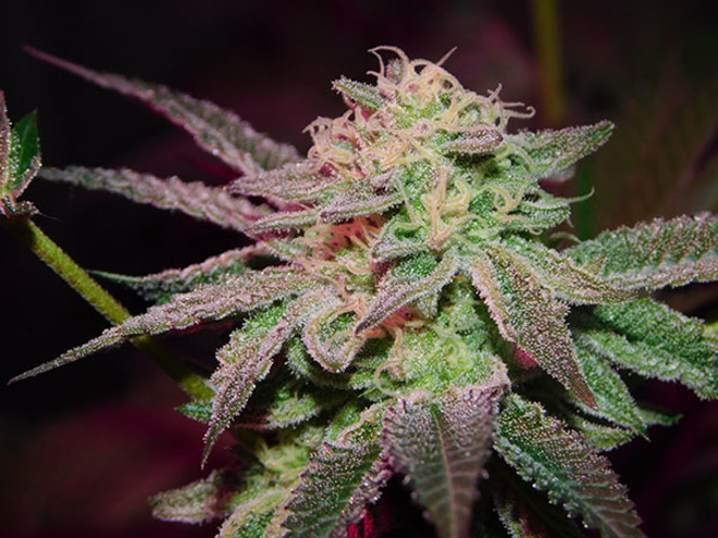 Gelato (Zamnesia Seeds) feminizada Gelato (Zamnesia Seeds) feminizada