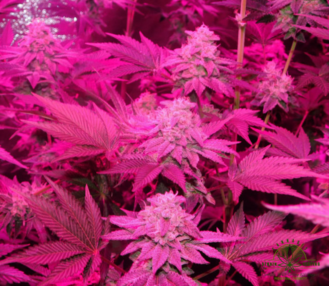 Gelato (Zamnesia Seeds) feminizada Gelato (Zamnesia Seeds) feminizada