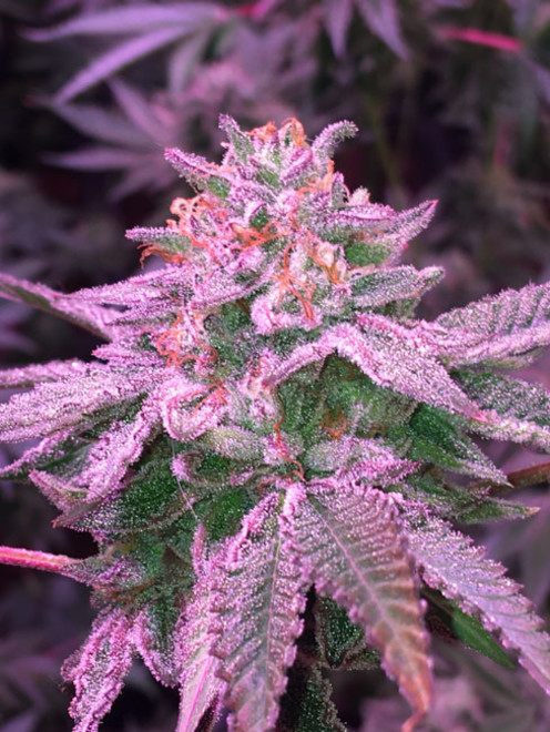 Gelato (Zamnesia Seeds) feminizada Gelato (Zamnesia Seeds) feminizada