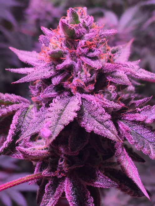 Gelato (Zamnesia Seeds) feminizada Gelato (Zamnesia Seeds) feminizada