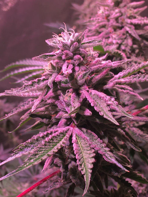 Gelato (Zamnesia Seeds) feminizada Gelato (Zamnesia Seeds) feminizada