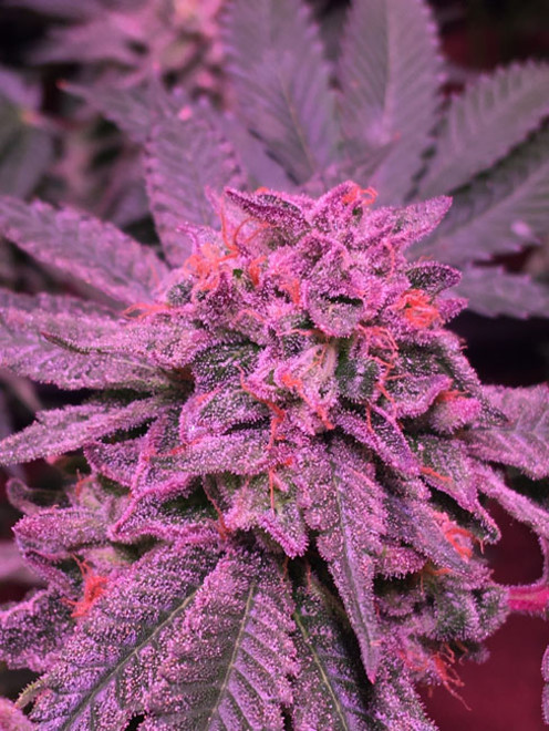 Gelato (Zamnesia Seeds) feminizada Gelato (Zamnesia Seeds) feminizada