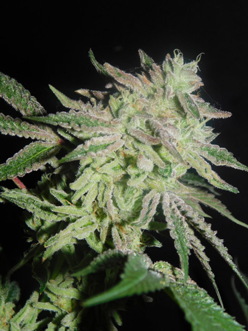 Gelato (Zamnesia Seeds) feminizada Gelato (Zamnesia Seeds) feminizada