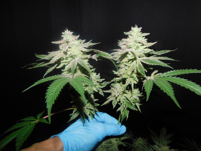 Gelato (Zamnesia Seeds) feminizada Gelato (Zamnesia Seeds) feminizada