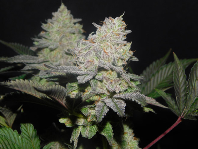 Gelato (Zamnesia Seeds) feminizada Gelato (Zamnesia Seeds) feminizada