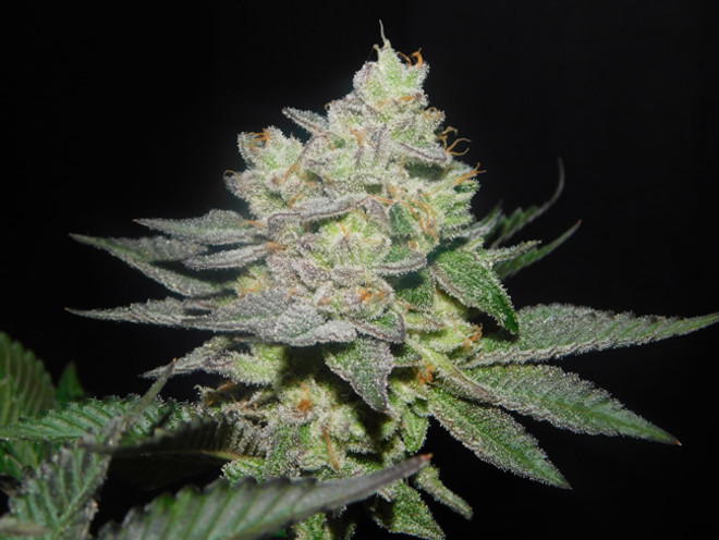 Gelato (Zamnesia Seeds) feminizada Gelato (Zamnesia Seeds) feminizada