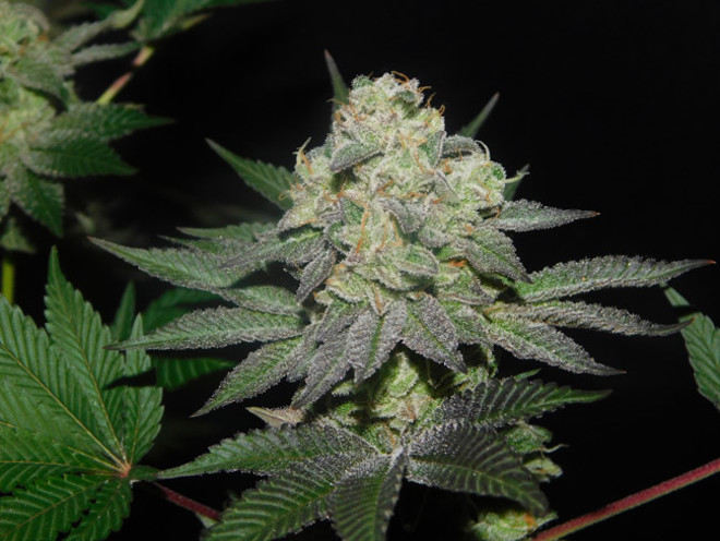 Gelato (Zamnesia Seeds) feminizada Gelato (Zamnesia Seeds) feminizada