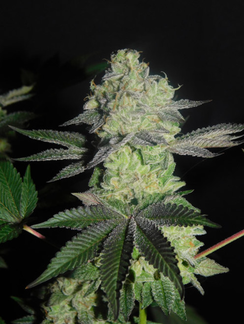 Gelato (Zamnesia Seeds) feminizada Gelato (Zamnesia Seeds) feminizada