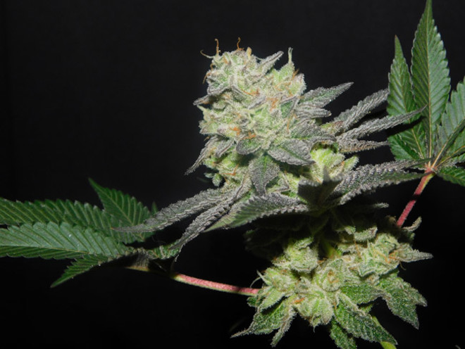 Gelato (Zamnesia Seeds) feminizada Gelato (Zamnesia Seeds) feminizada